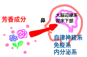香りが脳に届き視床下部へ