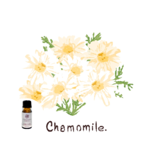 眠れない夜におすすめローマンカモミールの香り