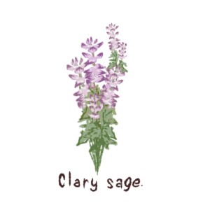 クラリセージの香りでリラックス