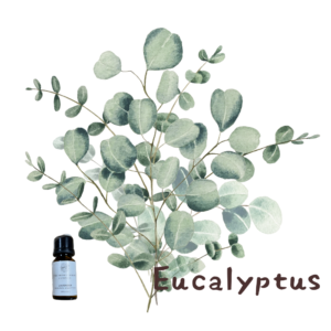 ユーカリ精油で集中力アップ