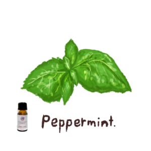 ペパーミント精油で集中力アップ