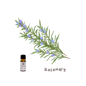 ローズマリー精油で集中力アップ